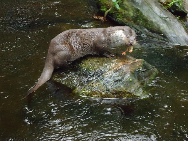 Damenfahrt Otterzentrum 031.jpg